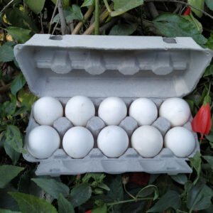 White Eggs 10pcs